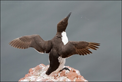 Helgoland 11