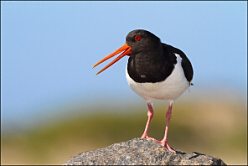 Helgoland 13