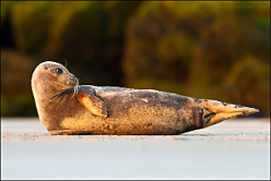 Helgoland 15