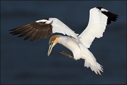 Helgoland 16