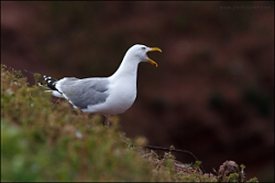 Helgoland 17