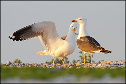 Helgoland 18