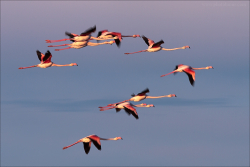 Camargue 2012-001