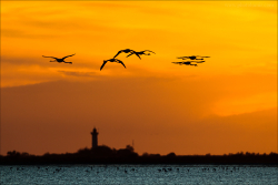 Camargue 2012-002