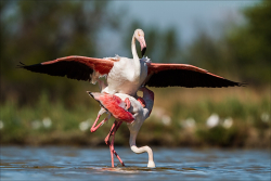 Camargue 2012-004