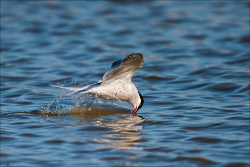 Camargue 2012-005