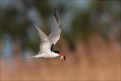 Camargue 2012-006