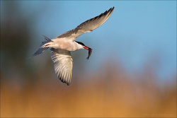 Camargue 2012-007