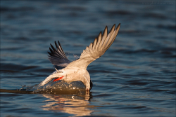 Camargue 2012-008