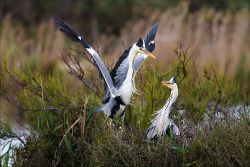 Camargue 2012-011