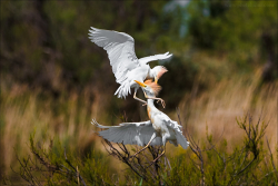 Camargue 2012-012