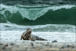 Helgoland 2014/3