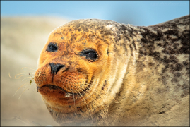 Helgoland 2014/4