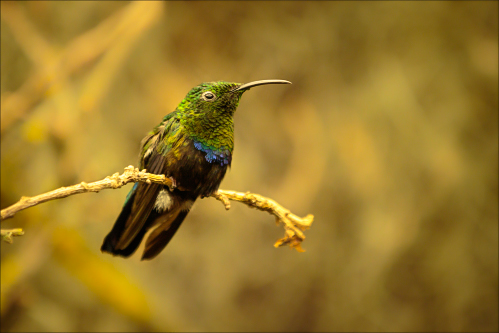 Oiseaux - kolibřík 01