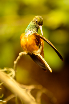 Oiseaux - kolibřík 04