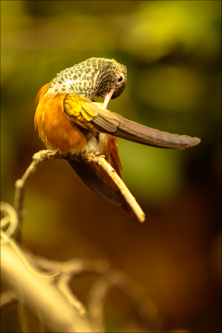 Oiseaux - kolibřík 05