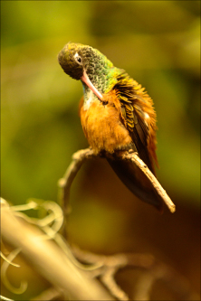 Oiseaux - kolibřík 06