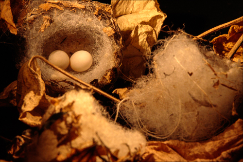 Oiseaux - kolibřík 08