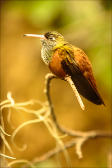 Oiseaux - kolibřík 09