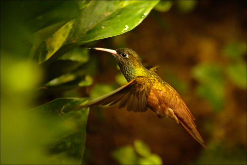 Oiseaux - kolibřík 011