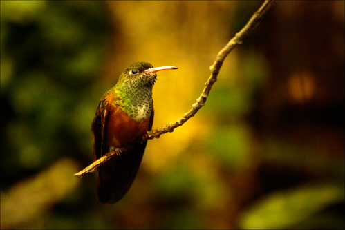 Oiseaux - kolibřík 012