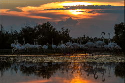 Camargue 2015 01