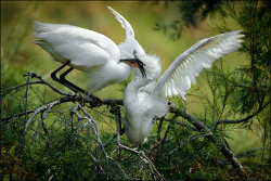 Camargue 2015 03