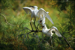 Camargue 2015 04