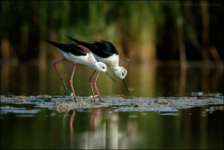 Camargue 2015 09